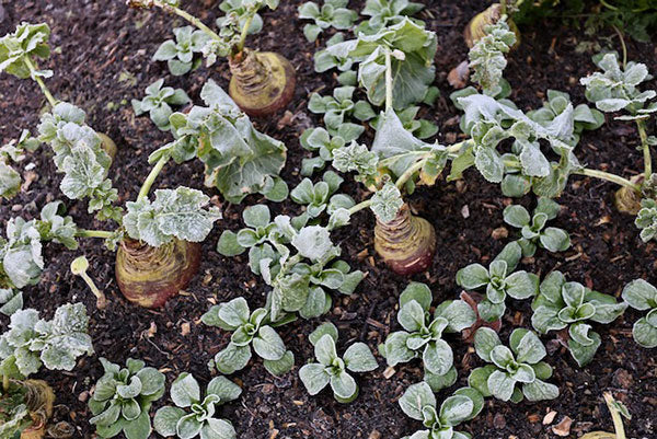 Swede Gowrie Seeds - Image 3