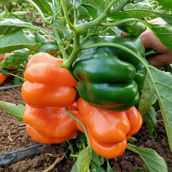 Sweet Pepper Golden Summer Mix Seeds - Image 3