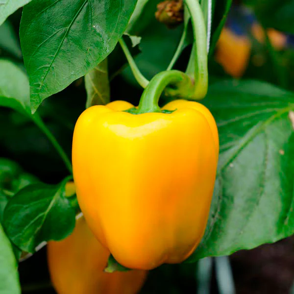 Sweet Pepper Golden Summer Mix Seeds - Image 4