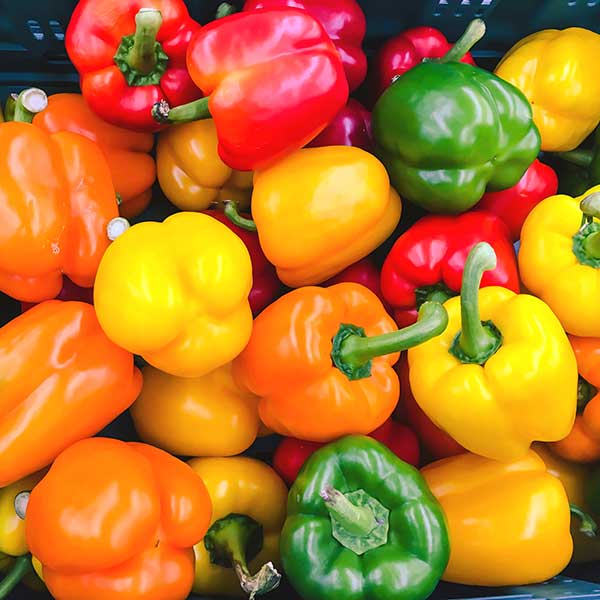 Sweet Pepper Golden Summer Mix Seeds - Image 5