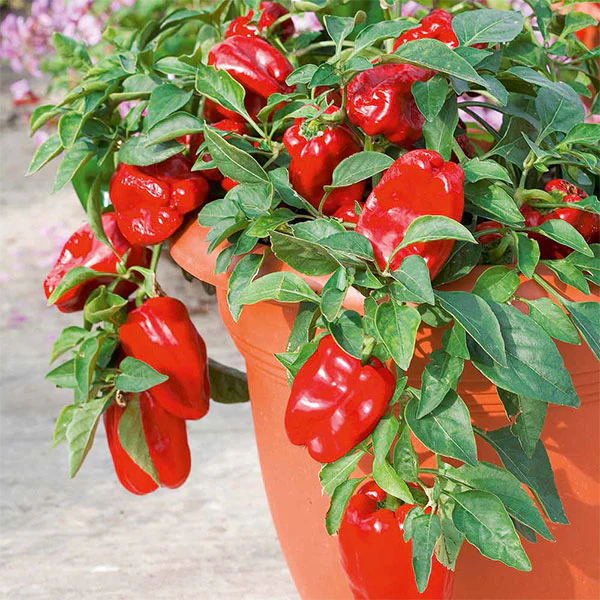 Sweet Pepper Redskin F1 AGM Seeds - Image 3