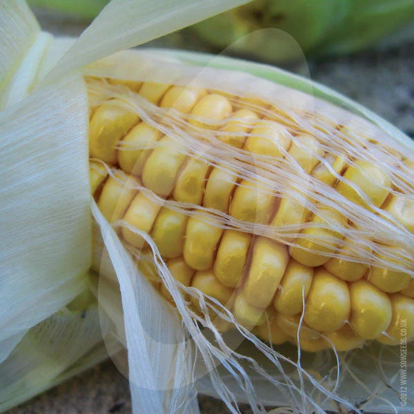 Sweetcorn Earlibird F1 AGM Seeds - Image 2