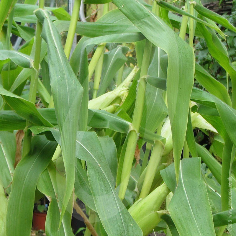 Sweetcorn Earlibird F1 AGM Seeds - Image 4