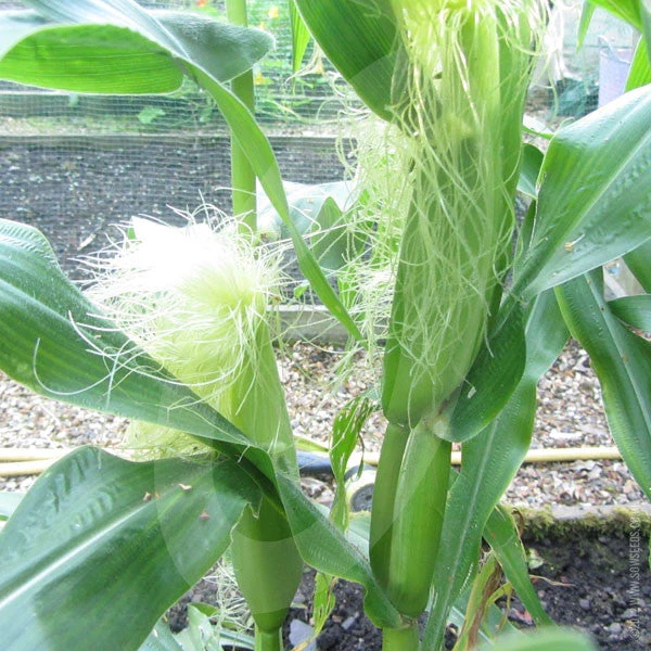 Sweetcorn Earlibird F1 AGM Seeds - Image 5