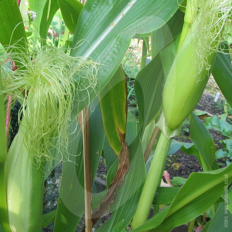 Sweetcorn Goldcrest F1 (AGM) Seeds - Image 3