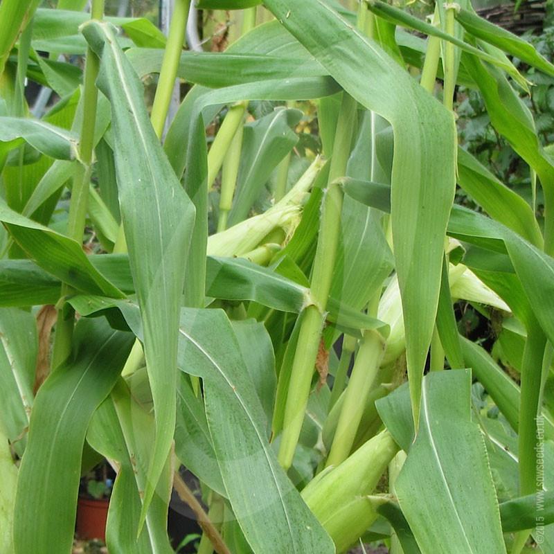Sweetcorn Goldcrest F1 (AGM) Seeds - Image 4