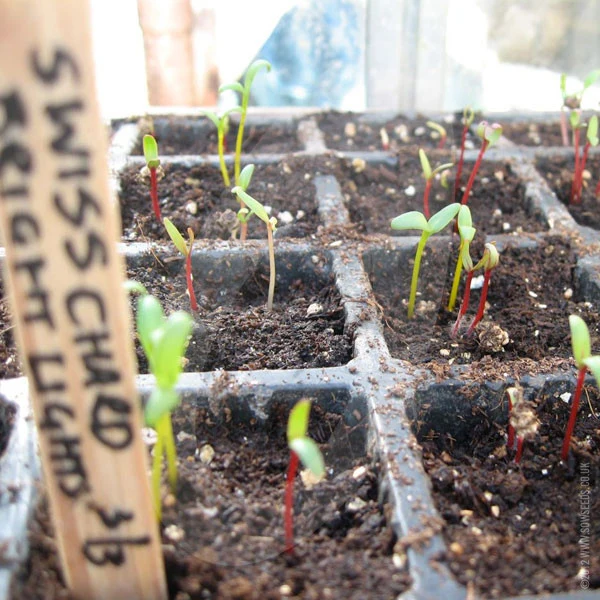 Swiss Chard Bright Lights Seeds - Image 3