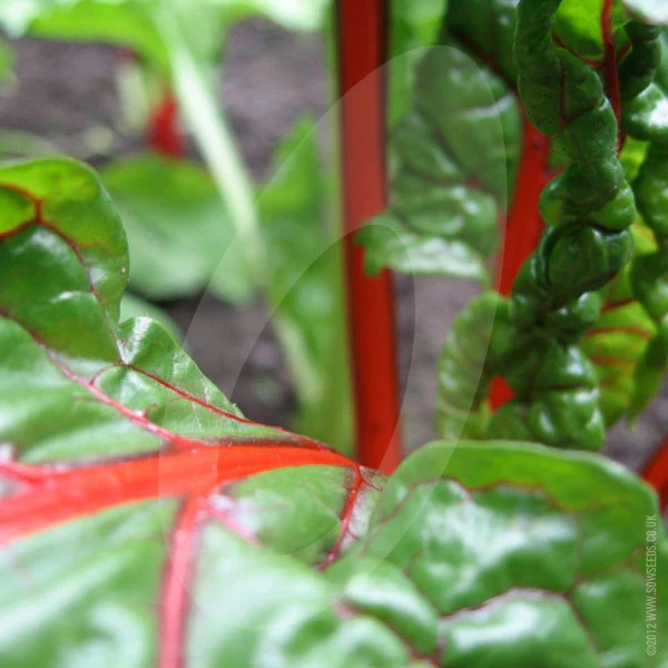 Swiss Chard Bright Lights Seeds - Image 4