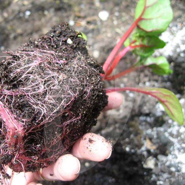Swiss Chard Bright Lights Seeds - Image 5
