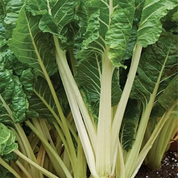Swiss Chard Fordhook Giant AGM Seeds - Image 3