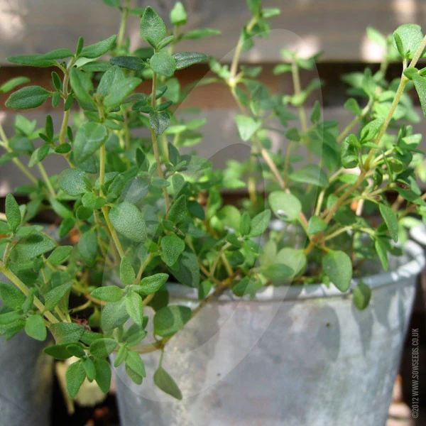 Herb Thyme English Winter Seeds - Image 3