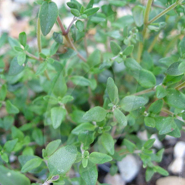 Herb Thyme English Winter Seeds - Image 4