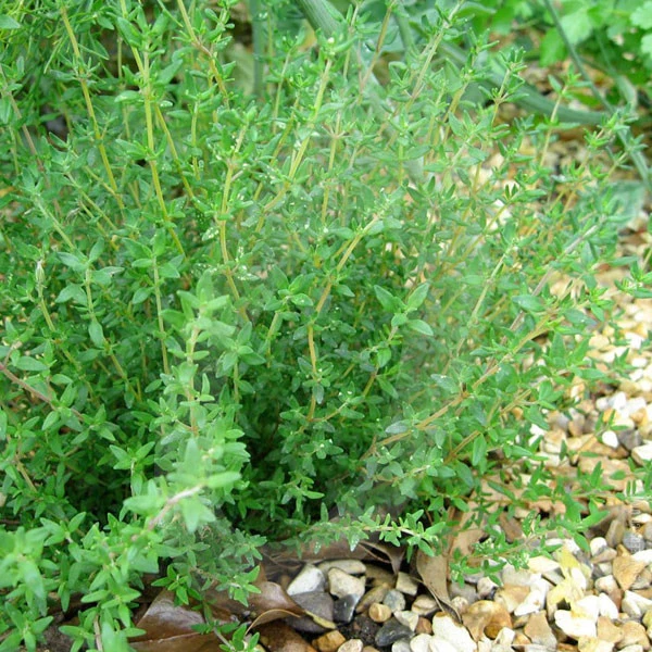 Herb Thyme English Winter Seeds - Image 5