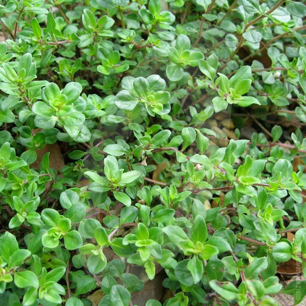 Herb Thyme Purple Creeping Seeds - Image 4