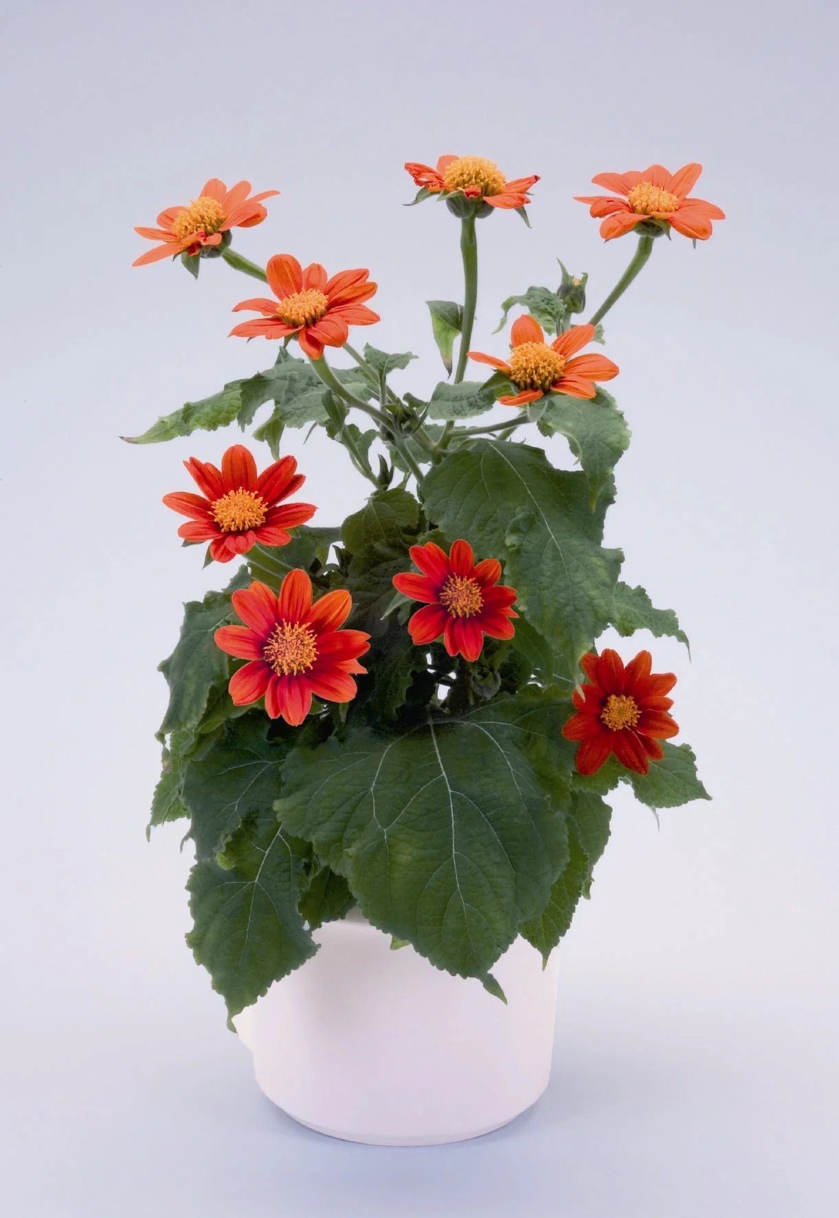 Tithonia Rotundifolia 'Fiesta Del Sol' Cut Flower Seeds - Image 2