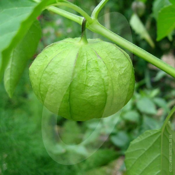 Tomatillos Verde Seeds - Image 3