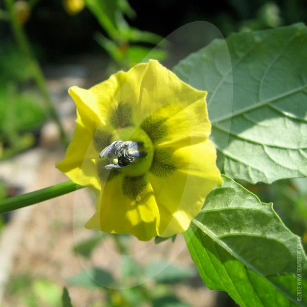 Tomatillos Verde Seeds - Image 4