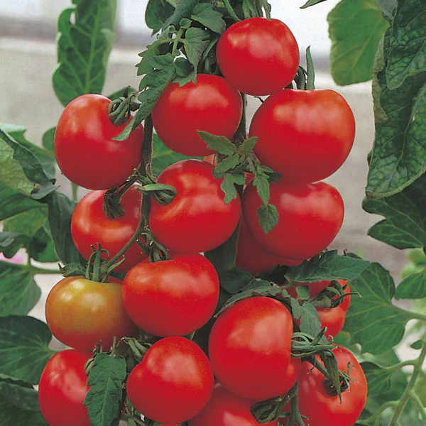 Tomato Alicante AGM Seeds - Image 2