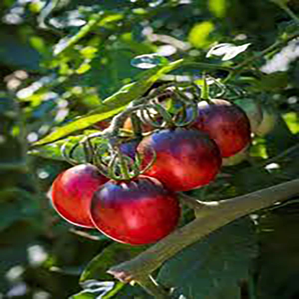Tomato Black Moon F1 Seeds - Image 2