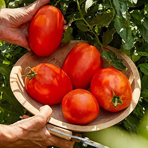 Tomato Burpee's Super Sauce F1 Seeds - Image 3