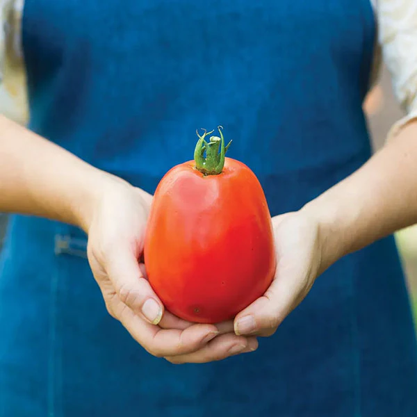 Tomato Burpee's Super Sauce F1 Seeds - Image 4