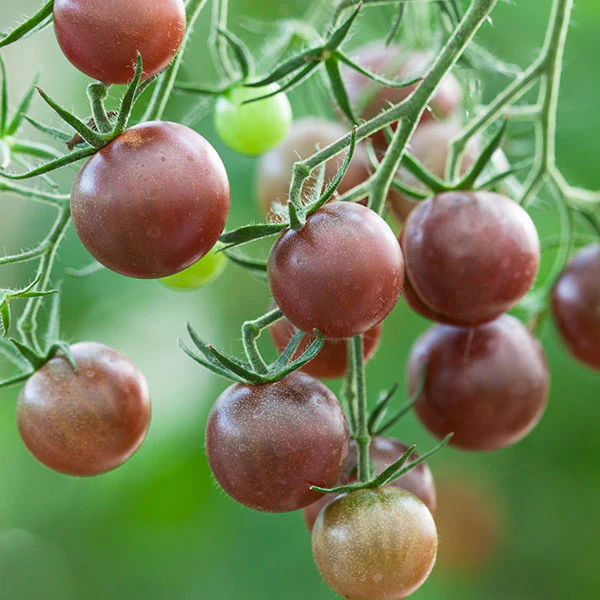 Tomato Chocolate Cherry Seeds - Image 2