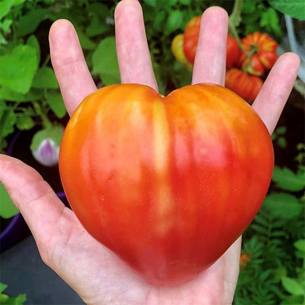Tomato Cuore Di Bue Seeds - Image 3