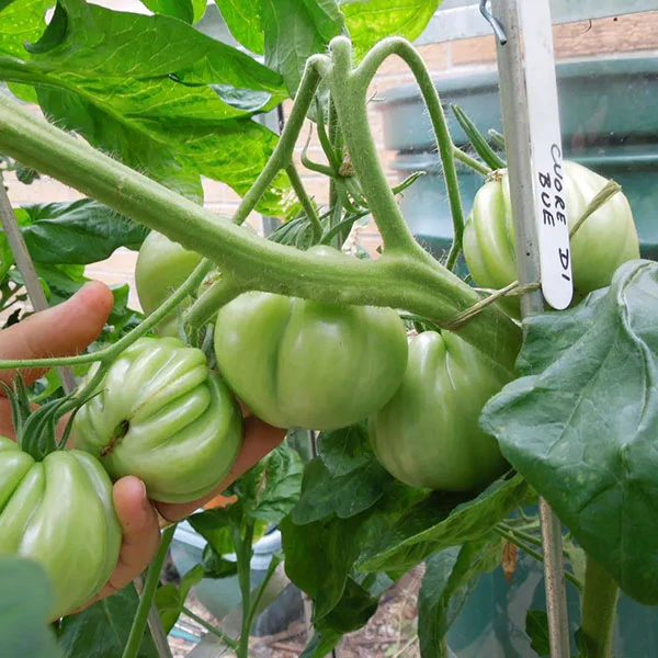 Tomato Cuore Di Bue Seeds - Image 5