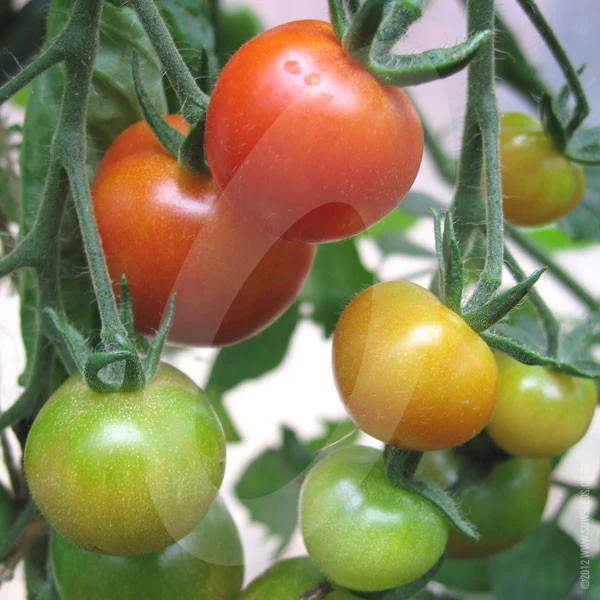 Tomato Gardeners Delight Seeds (AGM) - Image 2
