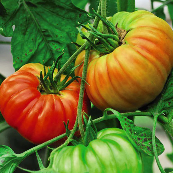 Tomato Gigantomo F1 (AGM) Seeds - Image 2