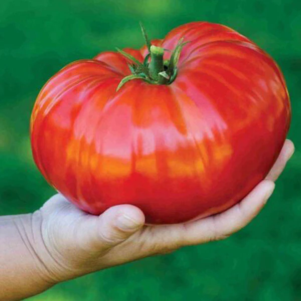 Tomato Gigantomo F1 (AGM) Seeds - Image 3