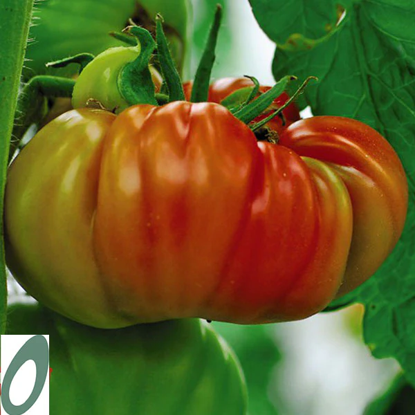 Tomato Gigantomo F1 (AGM) Seeds - Image 4