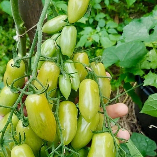 Tomato Greenbeauty F1 Seeds - Image 2