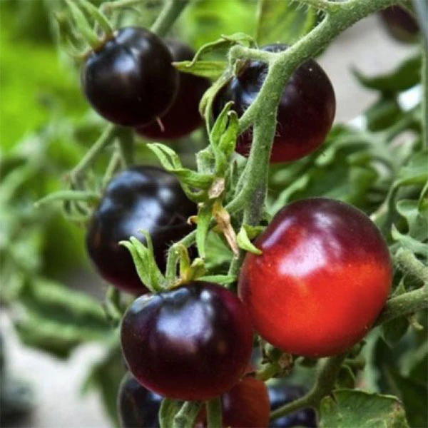 Tomato Indigo Apple Seeds - Image 5