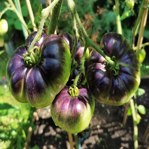 Tomato Indigo Blue Beauty Seeds - Image 2