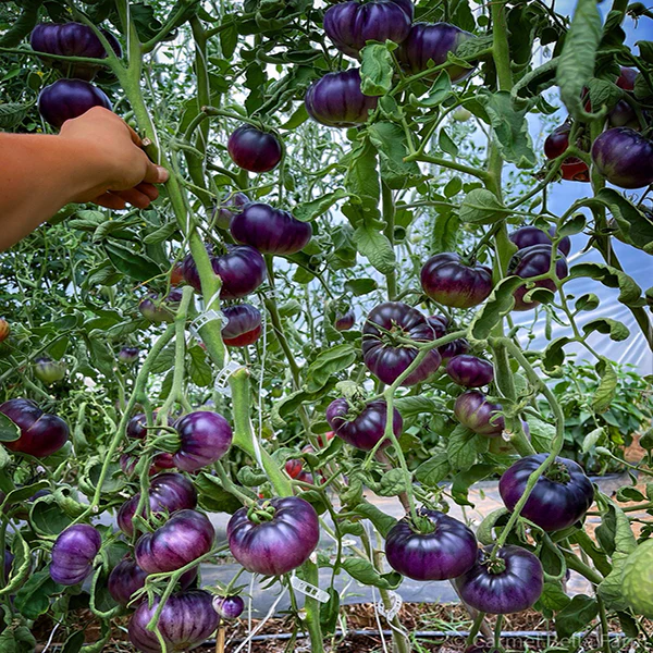 Tomato Indigo Blue Beauty Seeds - Image 3