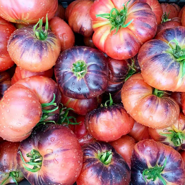 Tomato Indigo Blue Beauty Seeds - Image 4