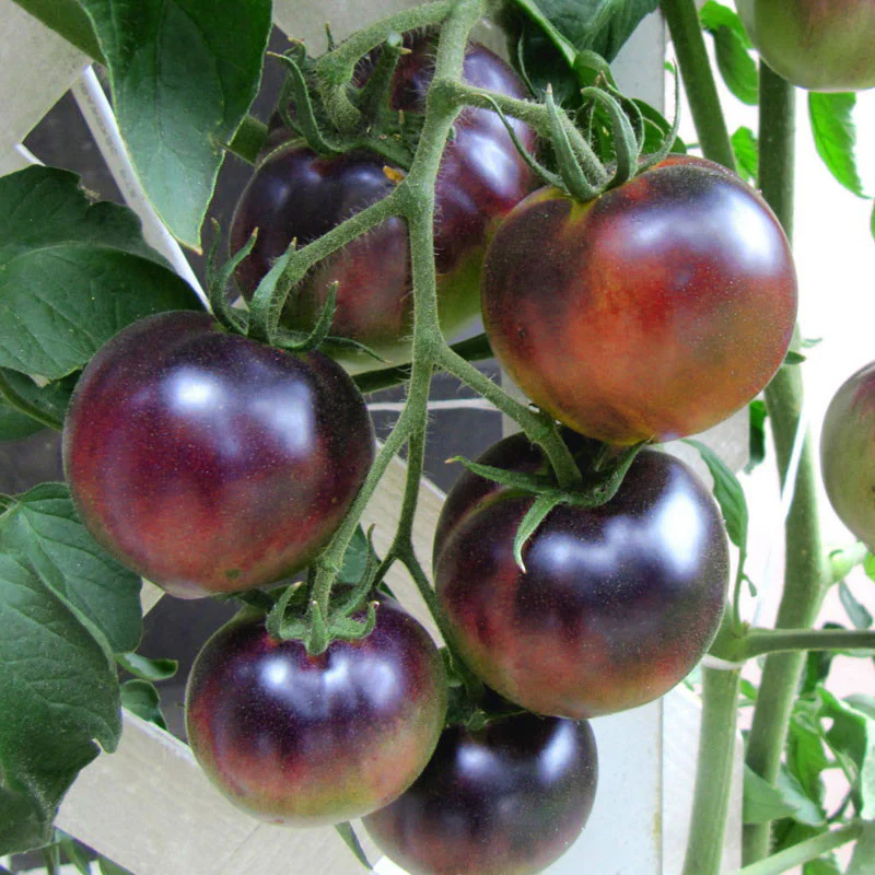 Tomato Indigo Blue Berries Seeds - Image 2