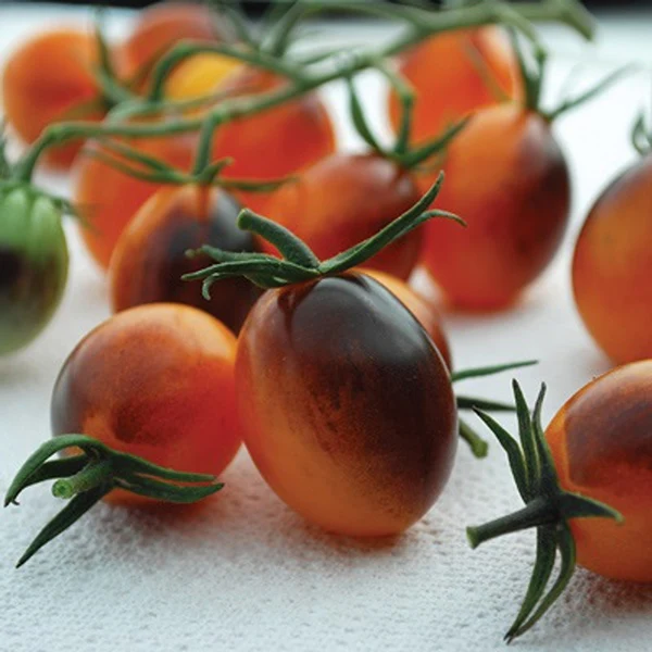 Tomato Indigo Kumquat F1 Seeds - Image 2