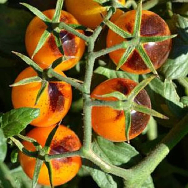 Tomato Indigo Kumquat F1 Seeds - Image 3