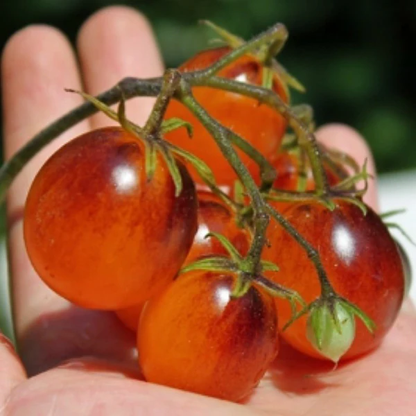 Tomato Indigo Kumquat F1 Seeds - Image 4