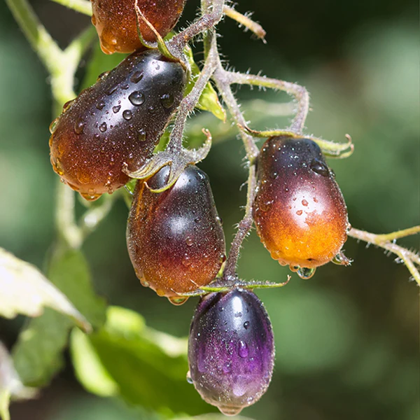 Tomato Indigo Pear Drops Seeds - Image 2