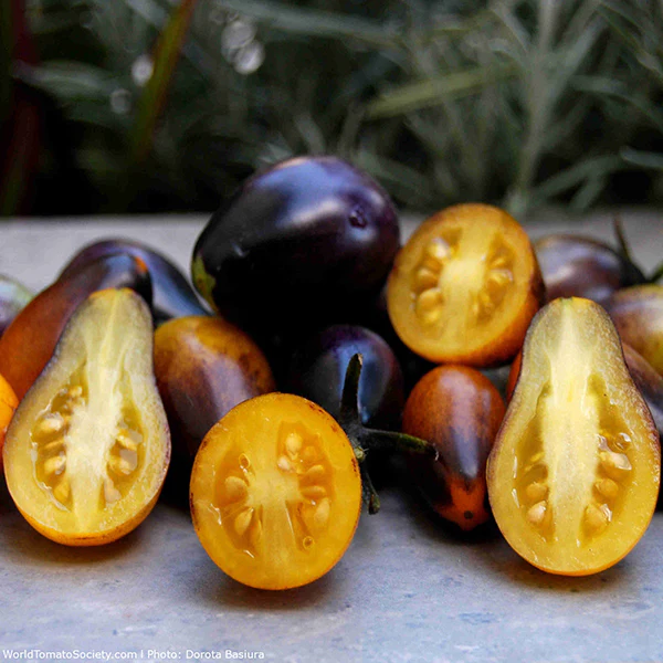 Tomato Indigo Pear Drops Seeds - Image 3
