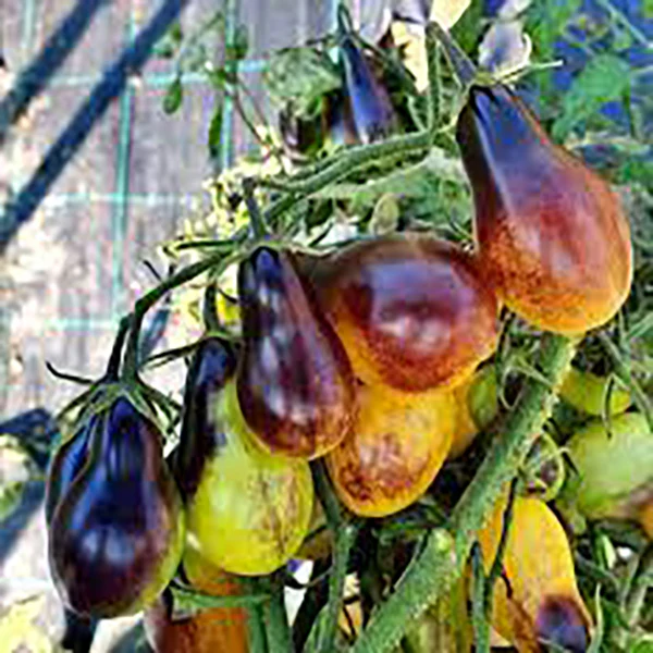 Tomato Indigo Pear Drops Seeds - Image 4