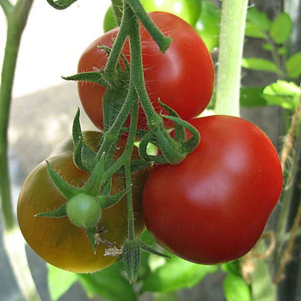 Tomato Moneymaker Seeds - Image 2