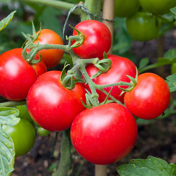 Tomato Moneymaker Seeds - Image 3