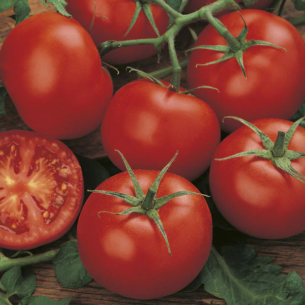 Tomato Moneymaker Seeds - Image 4