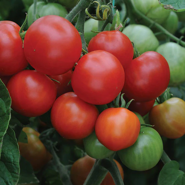Tomato Outdoor Girl AGM Seeds - Image 2