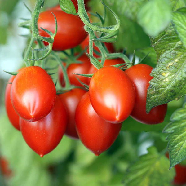 Tomato Roma VF Seeds - Image 2
