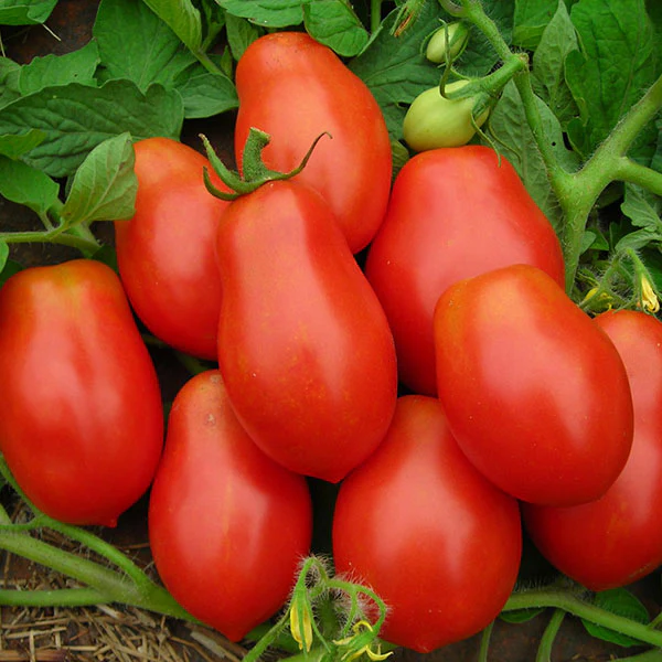 Tomato Roma VF Seeds - Image 3